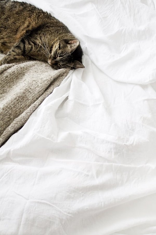 What Are the Best Cooling Mats or Beds for Pets During the Summer Months?