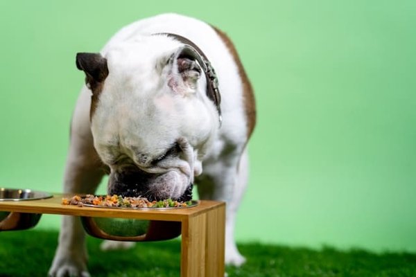 How to Develop a Feeding Schedule That Suits Your Pet's Nutritional Needs?
